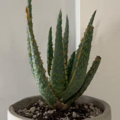 Aloe 'Christmas Carol' plant