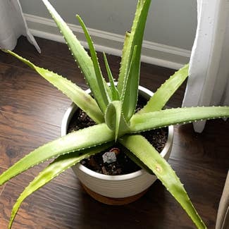 Aloe Vera plant in Marietta, Georgia