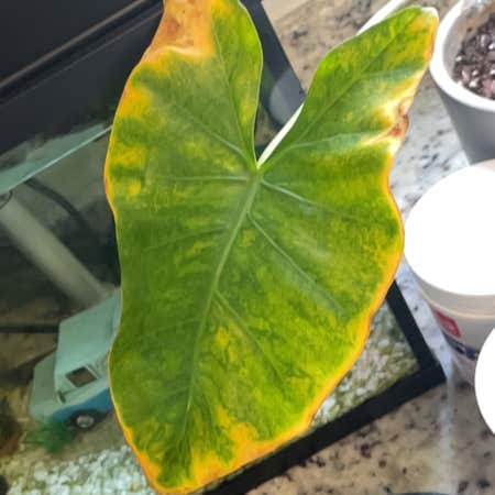 Photo of the plant species Alocasia New Guinea Gold by @ModelMoonwort named Mollie on Greg, the plant care app