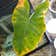 Calculate water needs of Alocasia New Guinea Gold