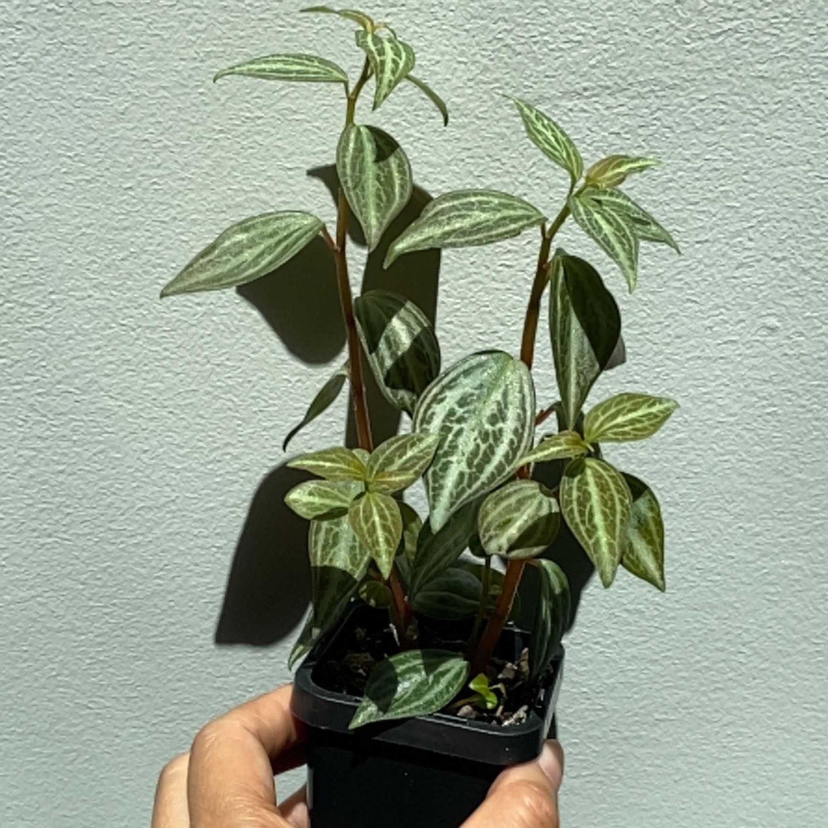 Photo of the plant species Peperomia trinervis by @TrustyWodyetia named Sonora on Greg, the plant care app