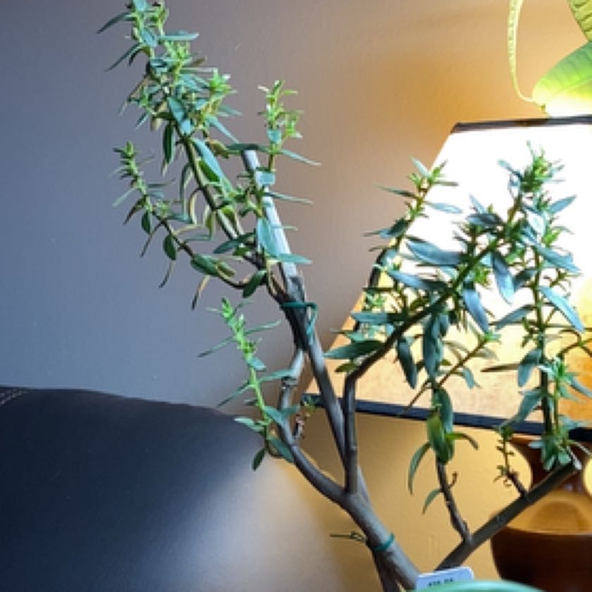 Plant care for Bamboo Orchid on Greg, the plant care app