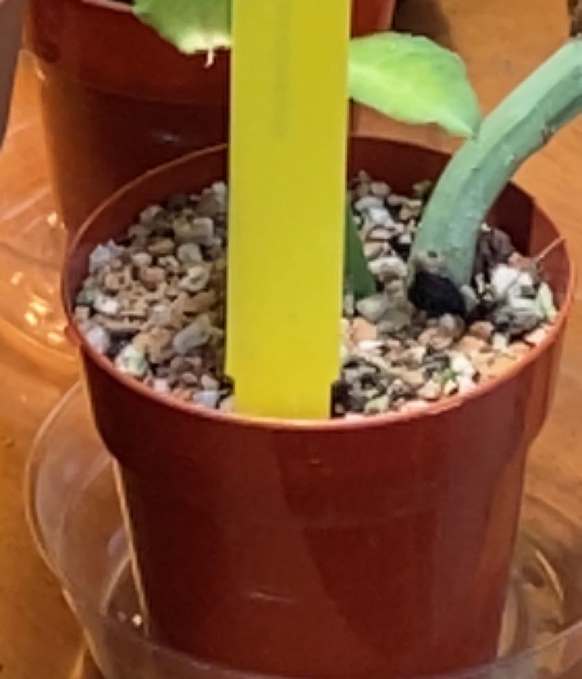 Photo of the plant species Masai Spurge by @AdeptPearlplant named Sproutacus on Greg, the plant care app