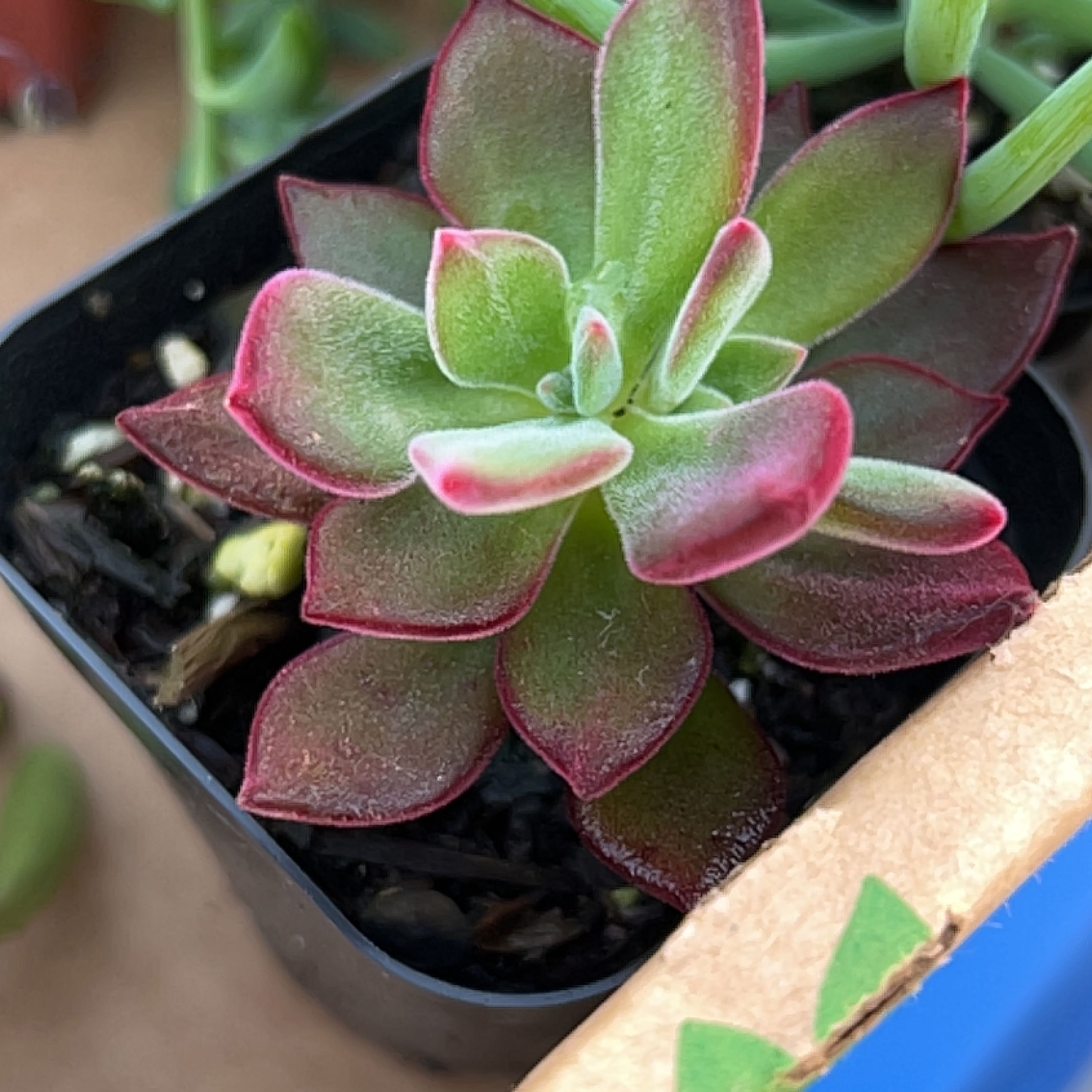 A healthy Plush Plant succulent with green leaves edged in red in a small pot.