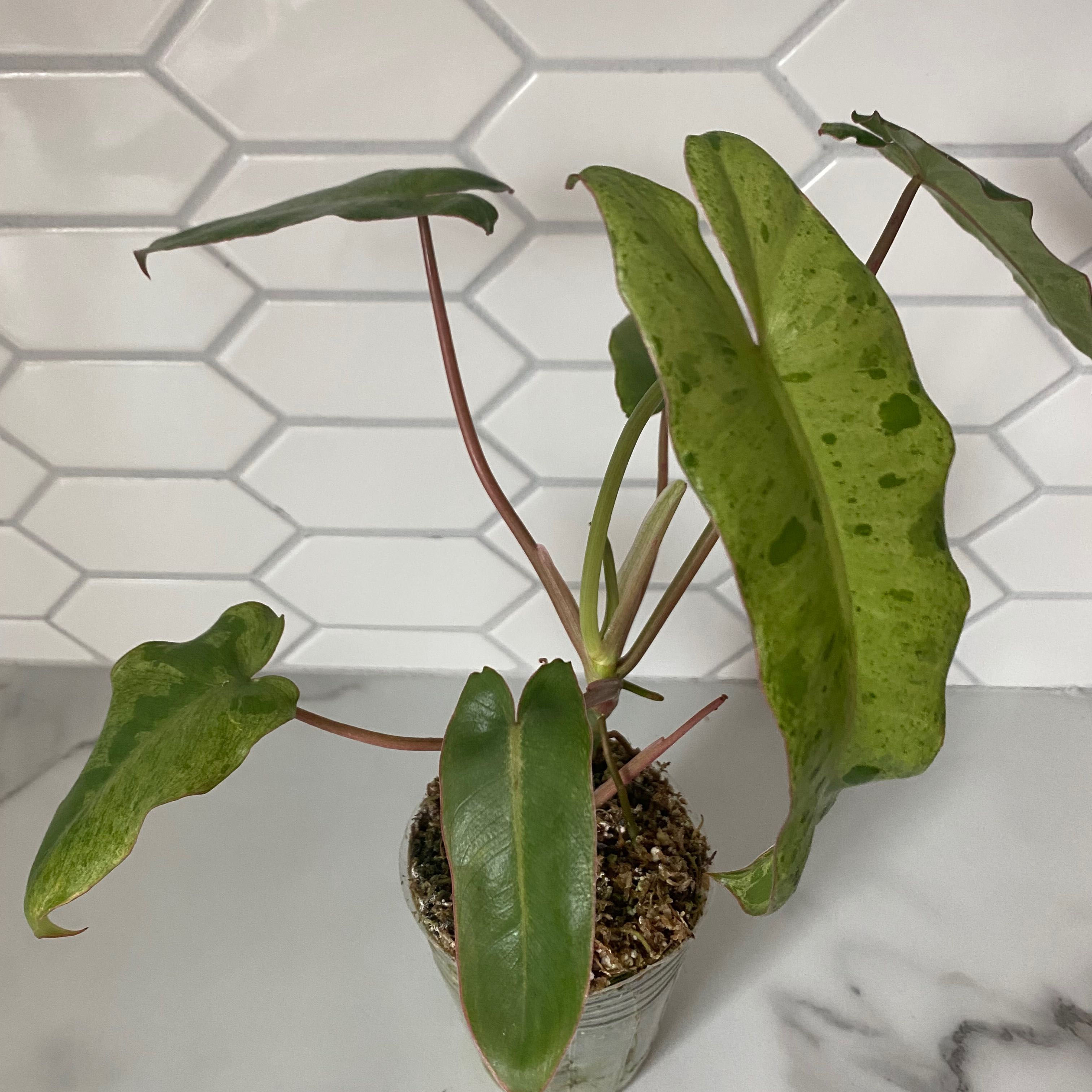 Paraiso Verde Philodendron plant in a small pot with some leaf discoloration and spots.