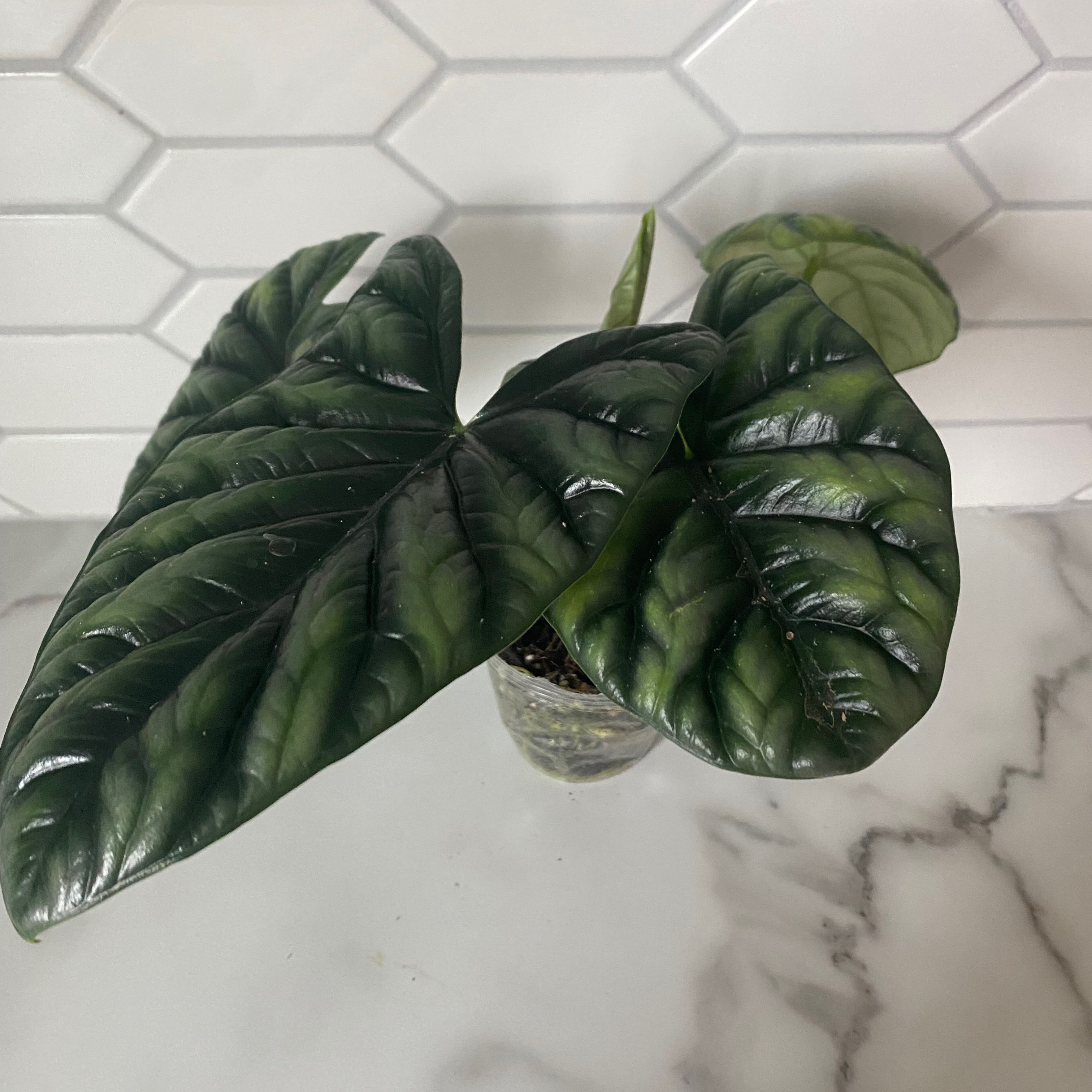 Jewel Alocasia plant with dark green, glossy leaves in a well-framed image.