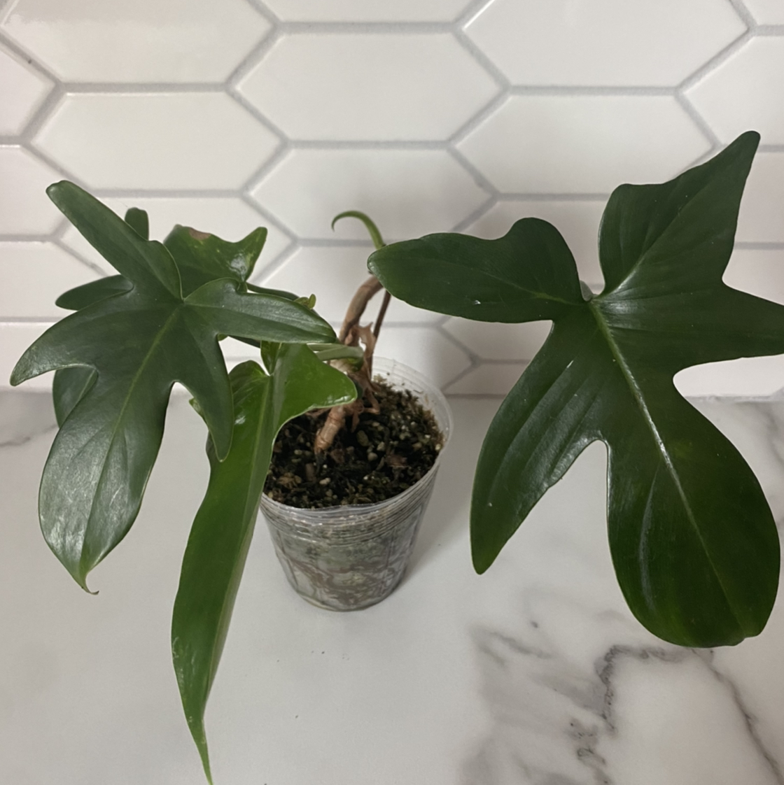 Philodendron 'Florida' plant in a small transparent pot with green leaves against a white tiled wall.