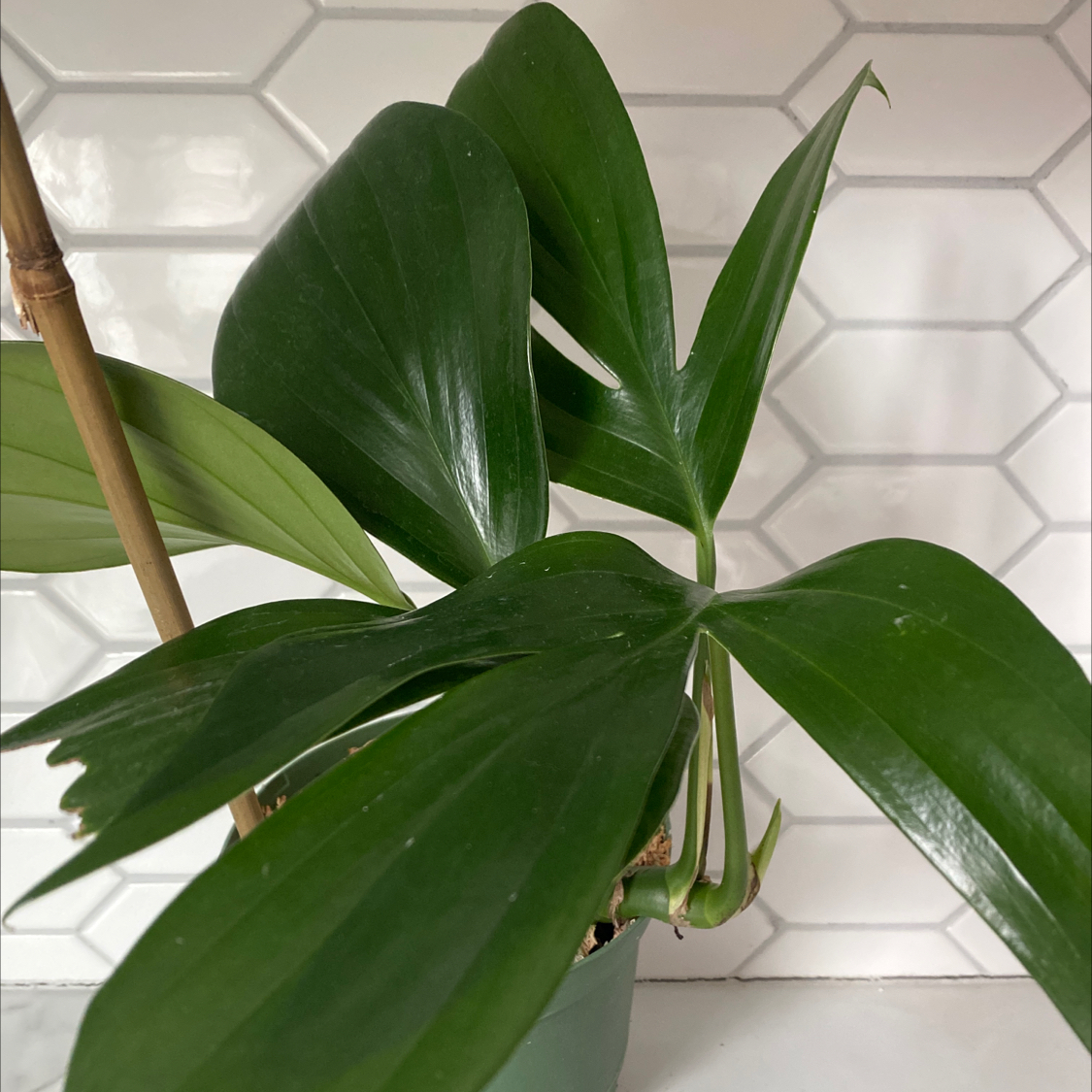 Healthy Rhaphidophora decursiva plant with vibrant green leaves.