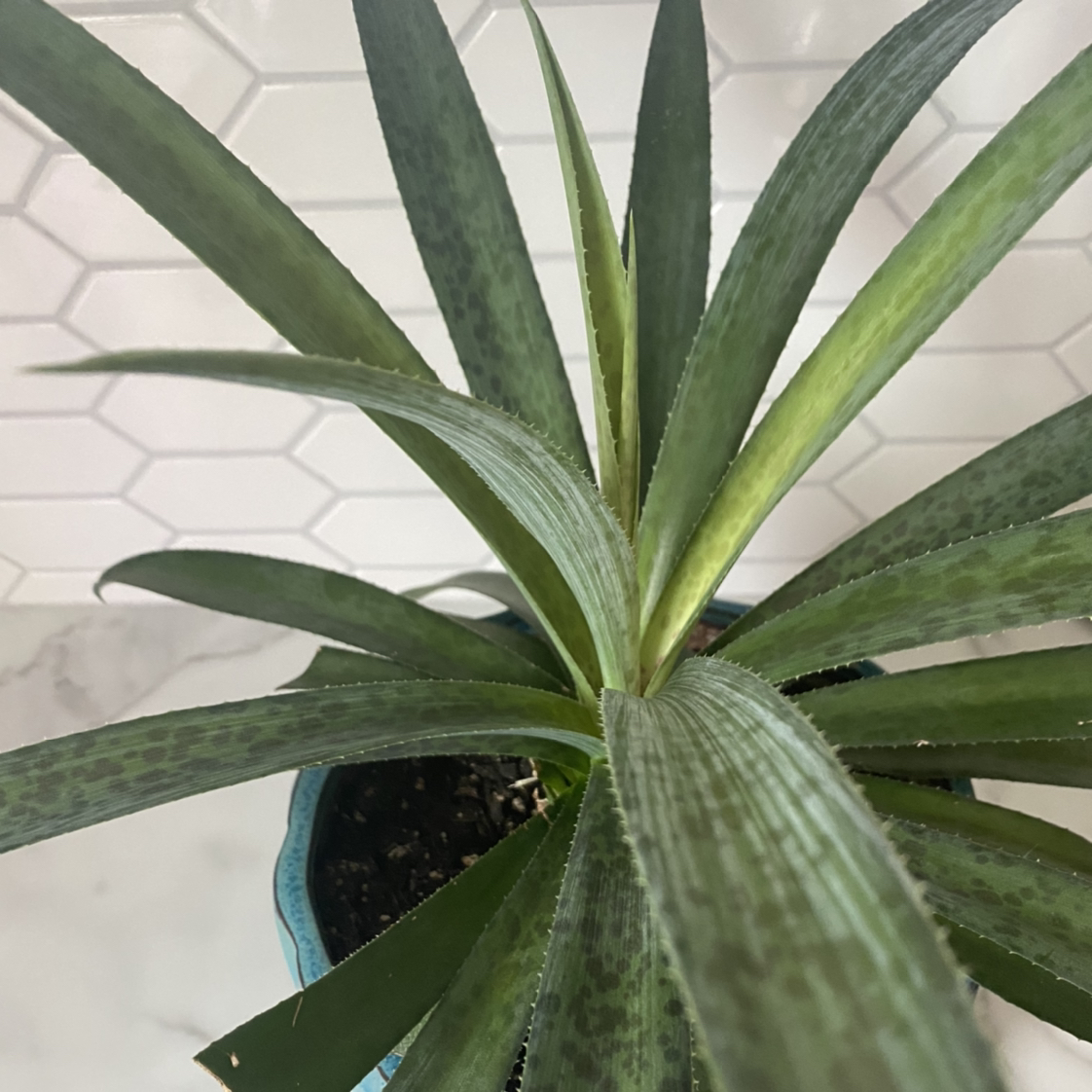 Photo of the plant species Mangave 'Pineapple Express' by @ThatPlantBitch named Pineapple Express on Greg, the plant care app