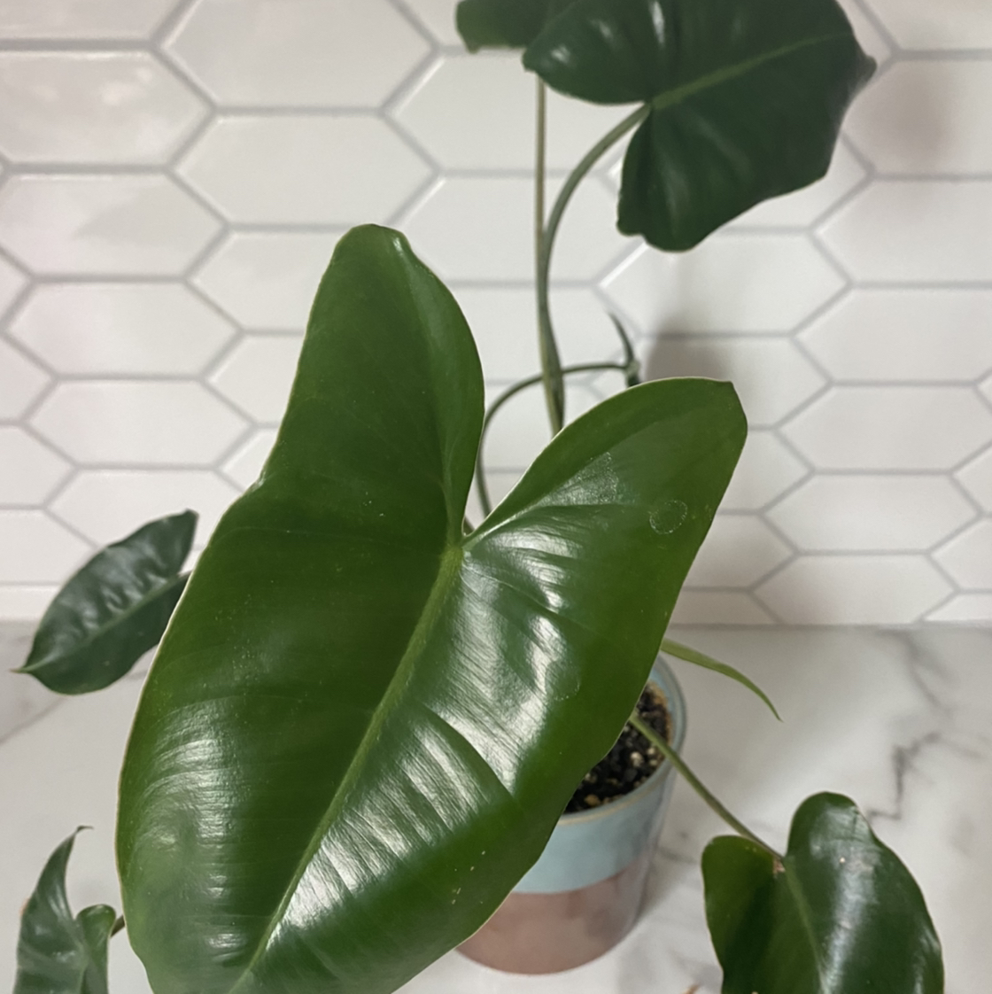 Burle Marx plant with large, glossy green leaves in a pot with visible soil.