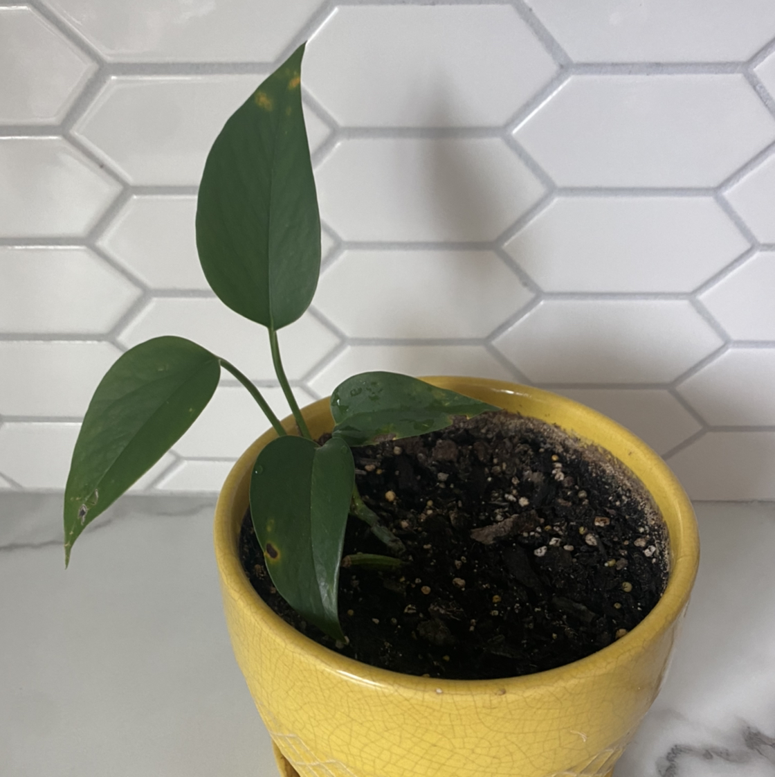 Cebu Blue Pothos plant in a yellow pot with visible soil and minor leaf yellowing.