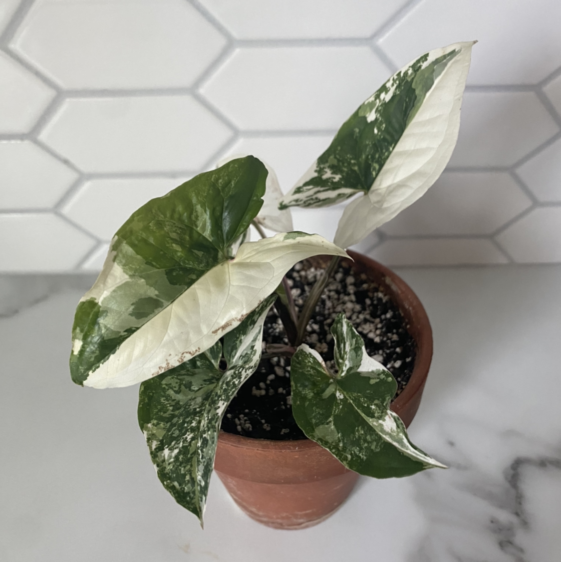 Syngonium aurea plant in a terracotta pot with variegated green and white leaves.