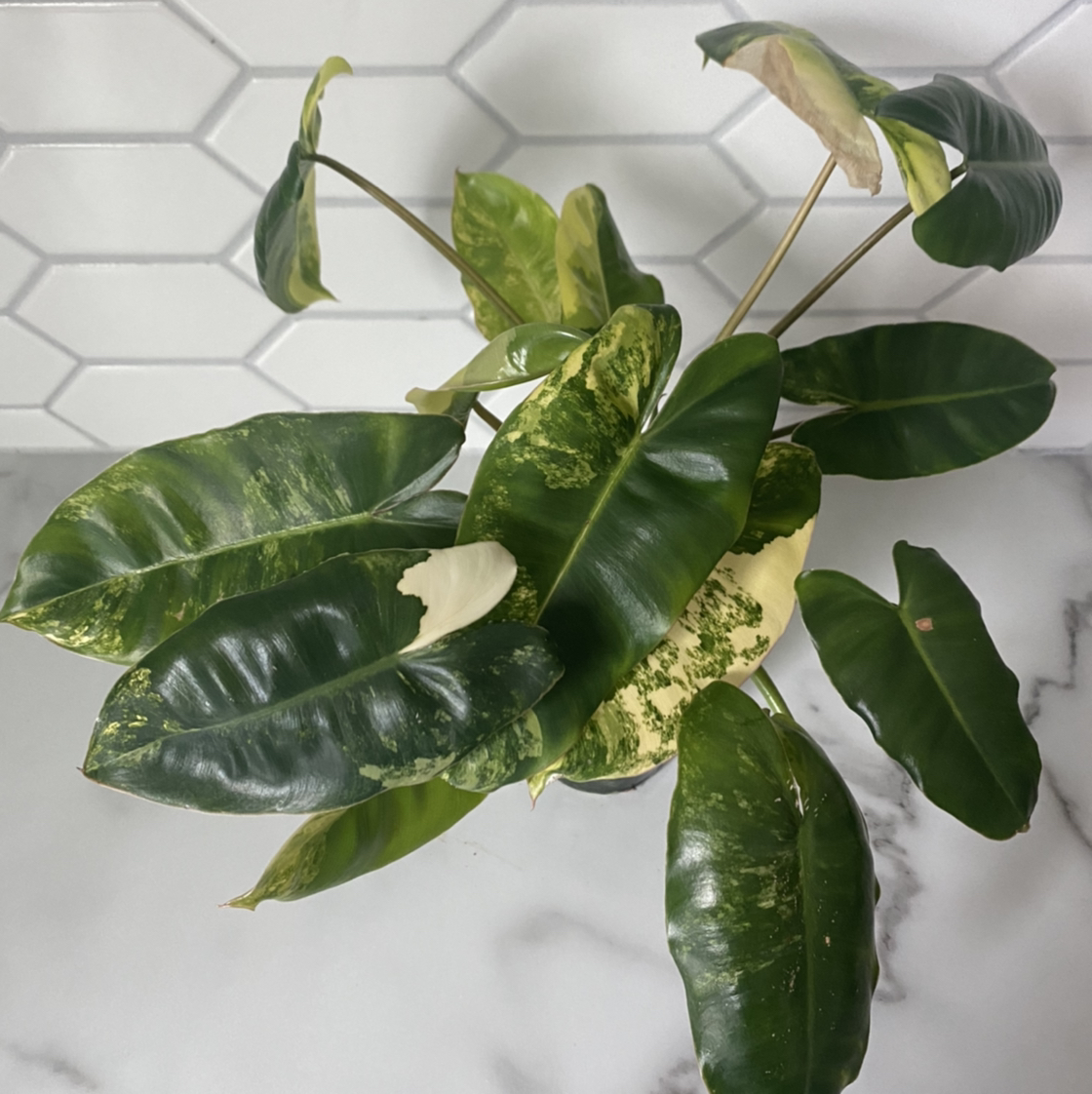 Burle Marx Variegata plant with variegated leaves, some yellowing and browning.