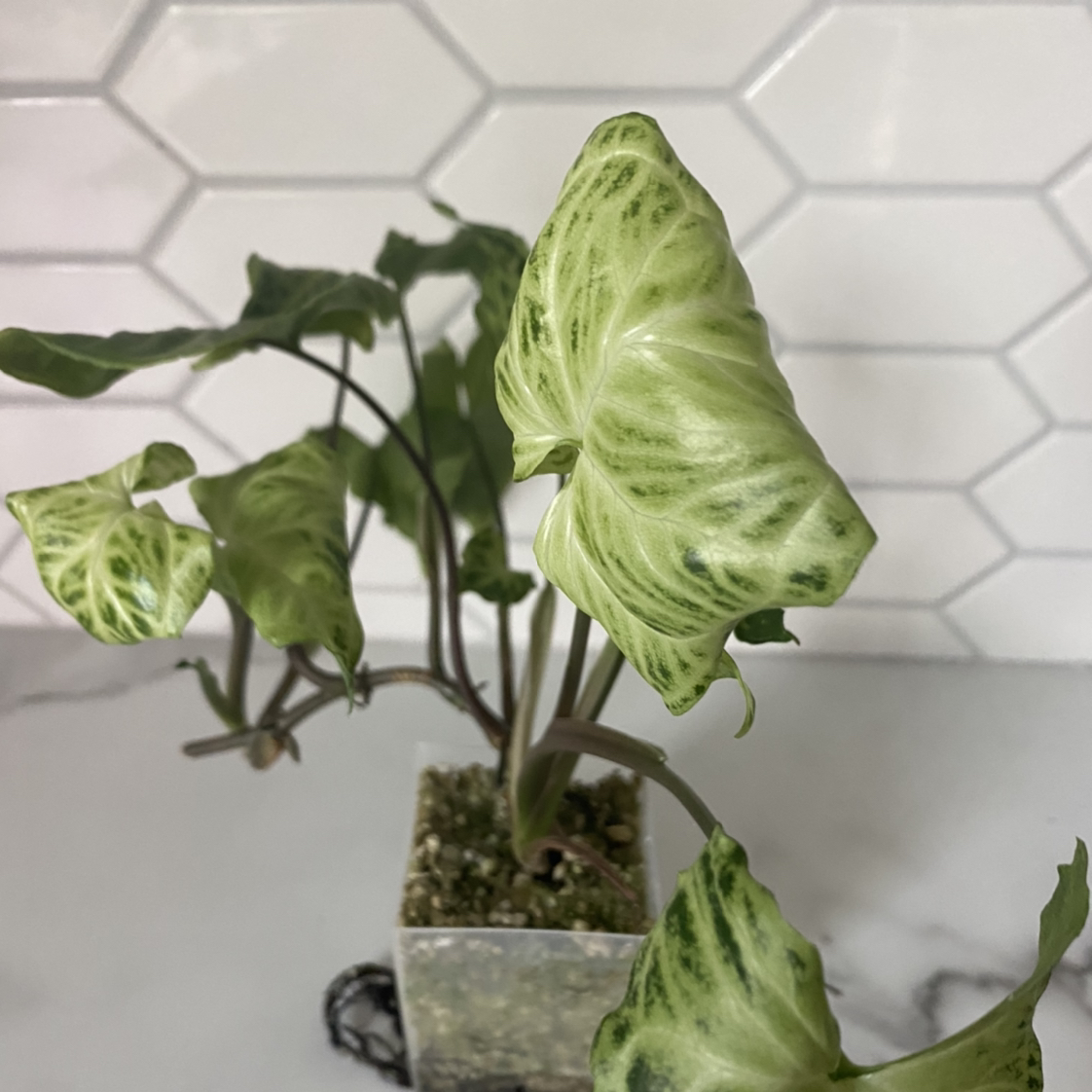 Syngonium 'Batik' plant in a small pot with variegated leaves against a tiled background.