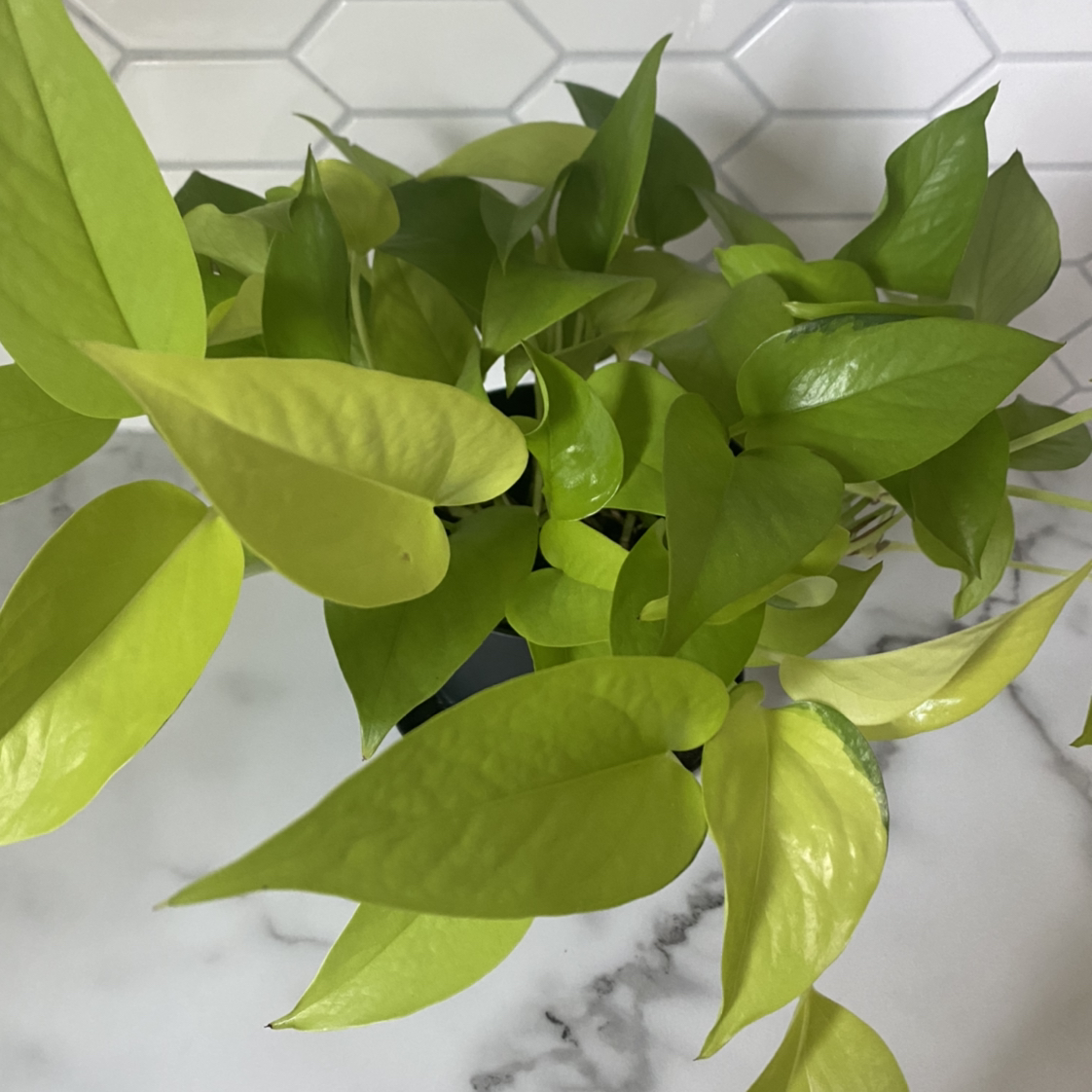 Neon Pothos plant with vibrant green leaves, healthy appearance.