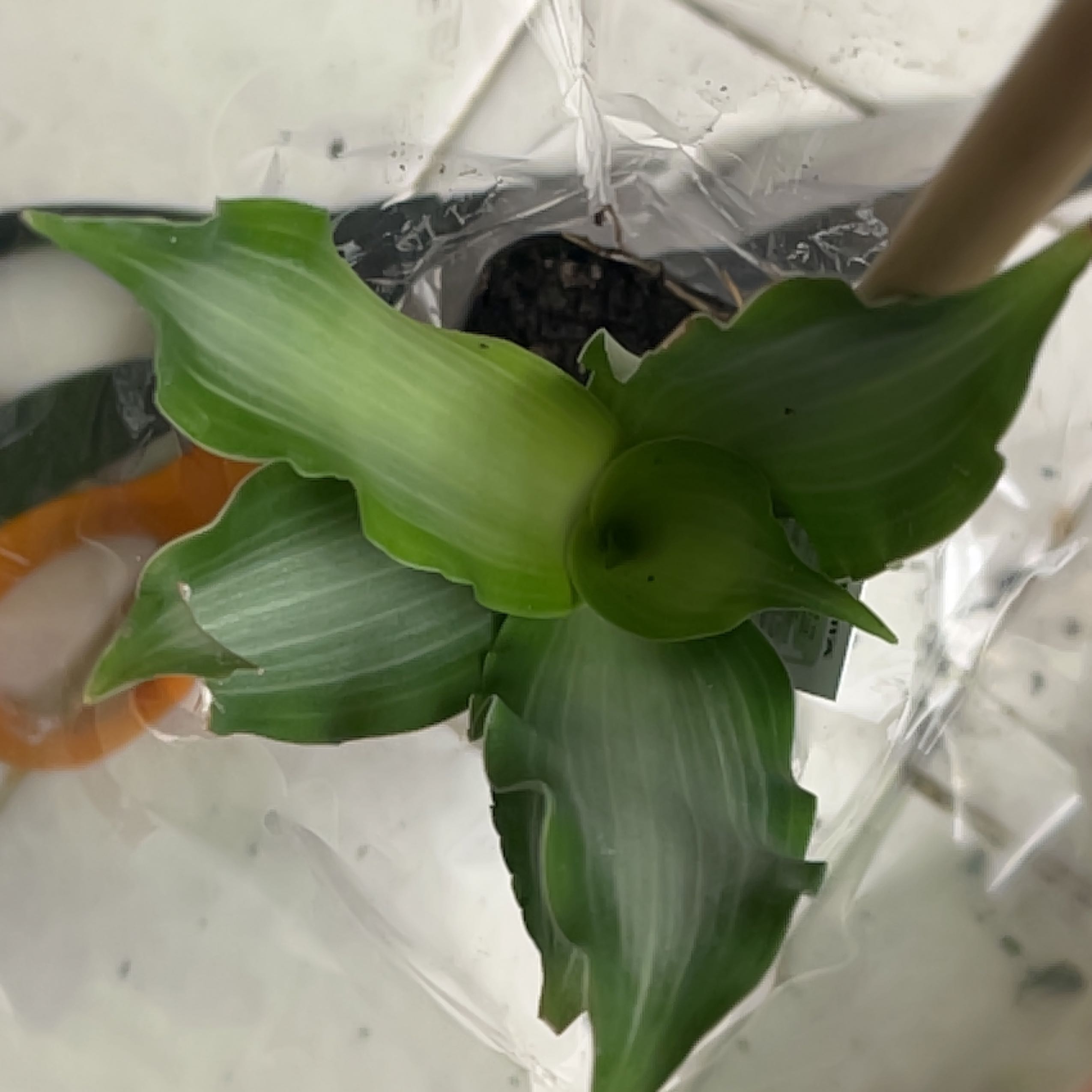 Top-down view of a Bright Star Murdannia plant with green leaves and white stripes.