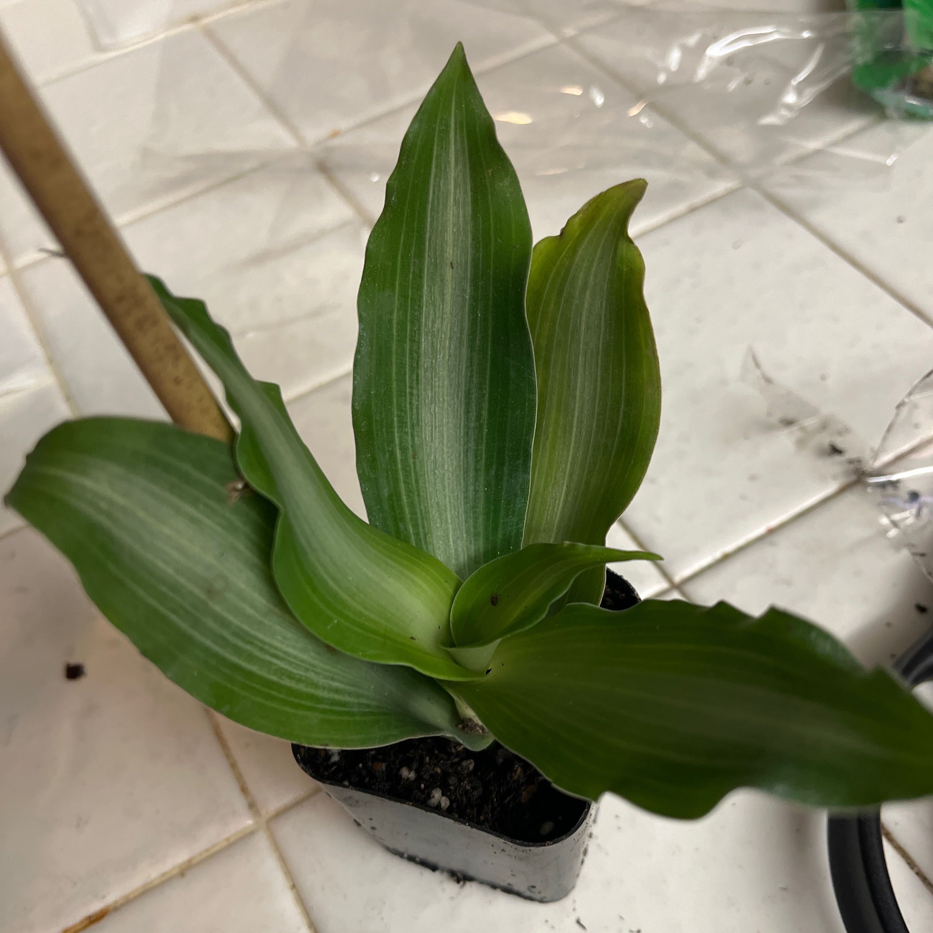 Bright Star Murdannia plant with healthy green leaves in a small pot.