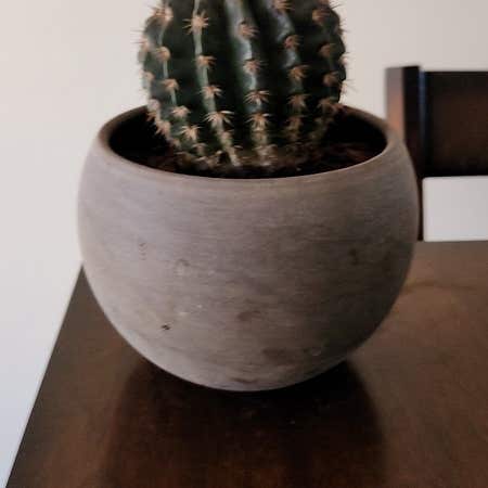 Photo of the plant species Barrel Cactus by @NewSeaaster named Coco on Greg, the plant care app