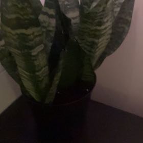 Photo of the plant species Sanseveria Superba by @Sarahjaneb12 named Fernie Mac on Greg, the plant care app
