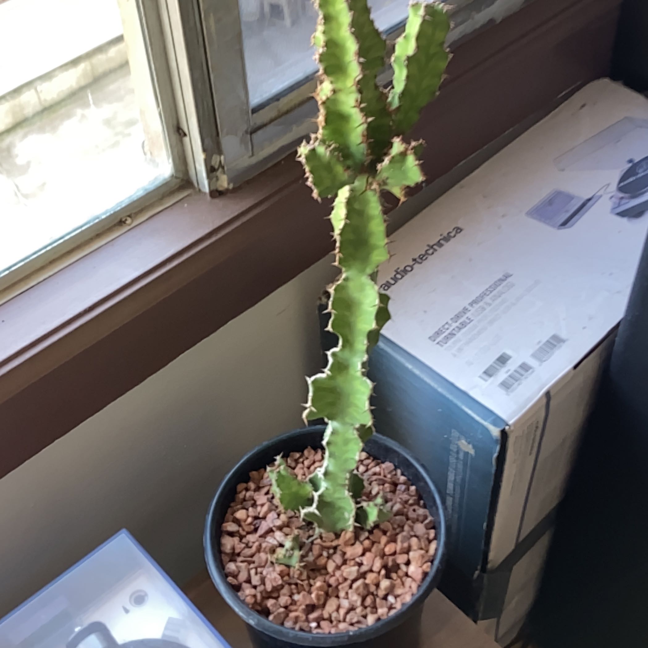 Photo of the plant species Euphorbia pseudocactus subsp. pseudocactus by @GallantMaitake named Spike Leaves on Greg, the plant care app