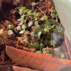 Photo of the plant species Oak Leaf Ficus by @VehementLovage named Scorpion tank on Greg, the plant care app