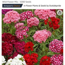 Sweet William plant