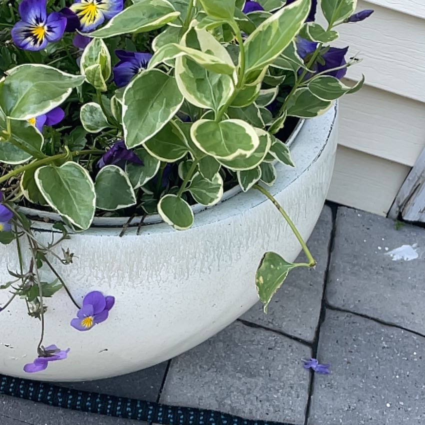 Healthy variegated Greater Periwinkle plant with purple flowers blooming in a white ceramic pot.
