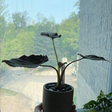 Photo of the plant species Alocasia Antoro Velvet by @FabPapiromeo named Antoro Banderas on Greg, the plant care app