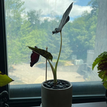 Photo of the plant species Alocasia Antoro Velvet by @FabPapiromeo named Antoro Banderas on Greg, the plant care app