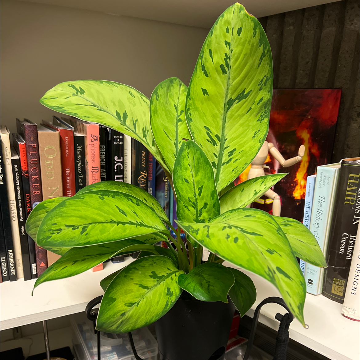 Homalomena 'Selby' plant with vibrant green leaves and dark green markings, potted on a shelf with books.