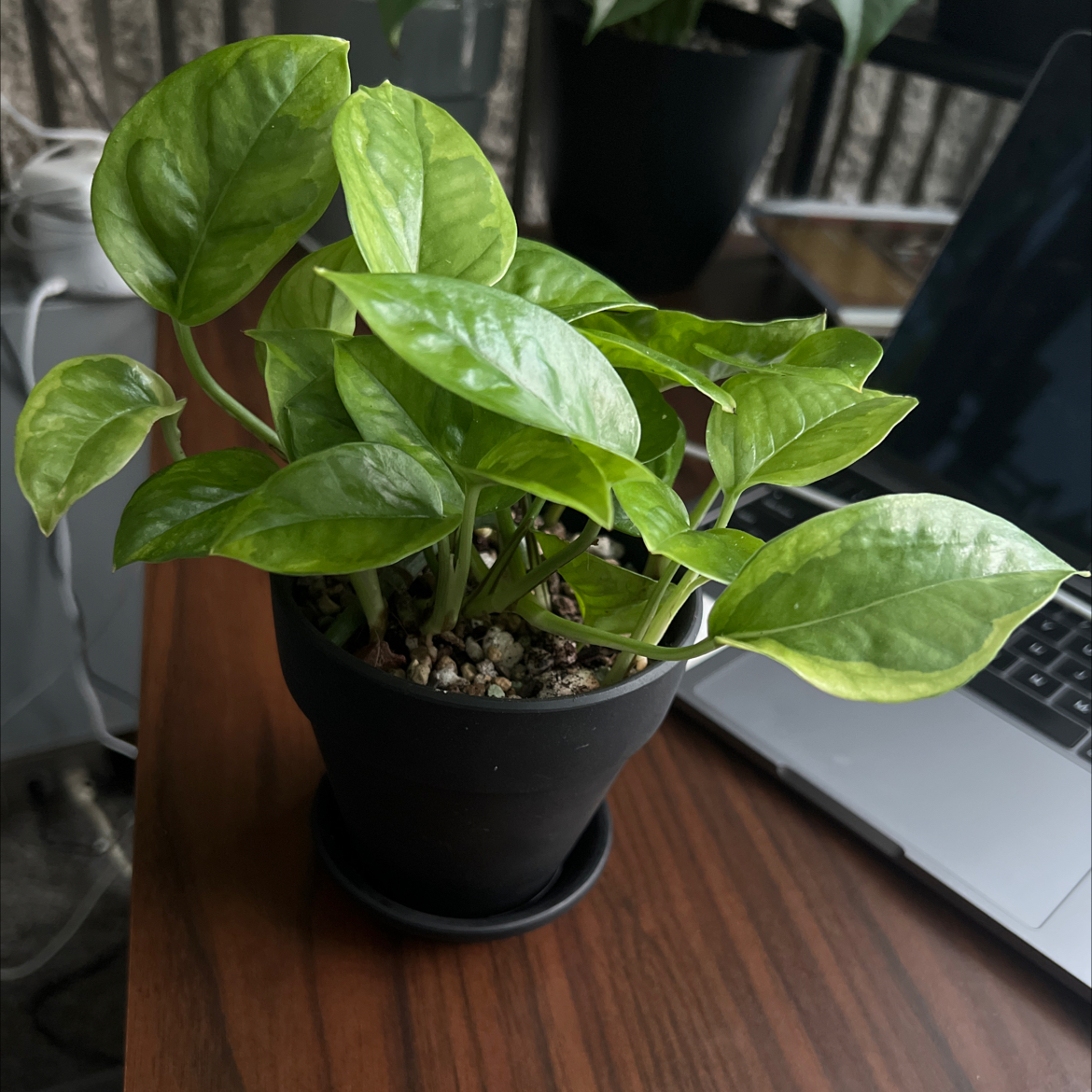 A healthy Emerald Pothos plant in a black pot on a wooden surface.