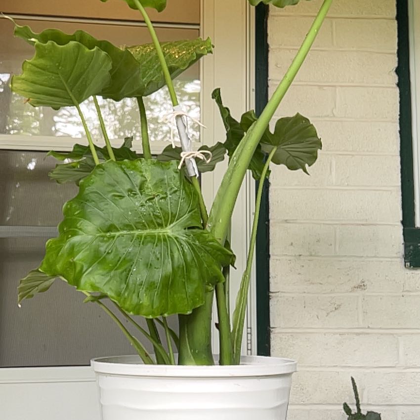 Potted Alocasia gagaena 'California' with large green leaves in a white pot.