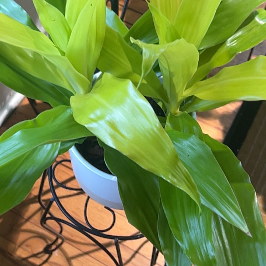 Dracaena Limelight plant with vibrant green leaves, slight yellowing visible.