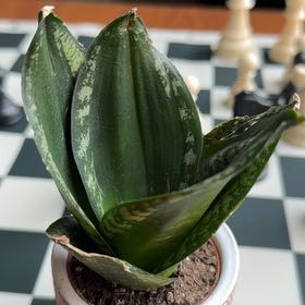 Photo of the plant species Sansevieria Silver Flame by @FabPapiromeo named Houston on Greg, the plant care app