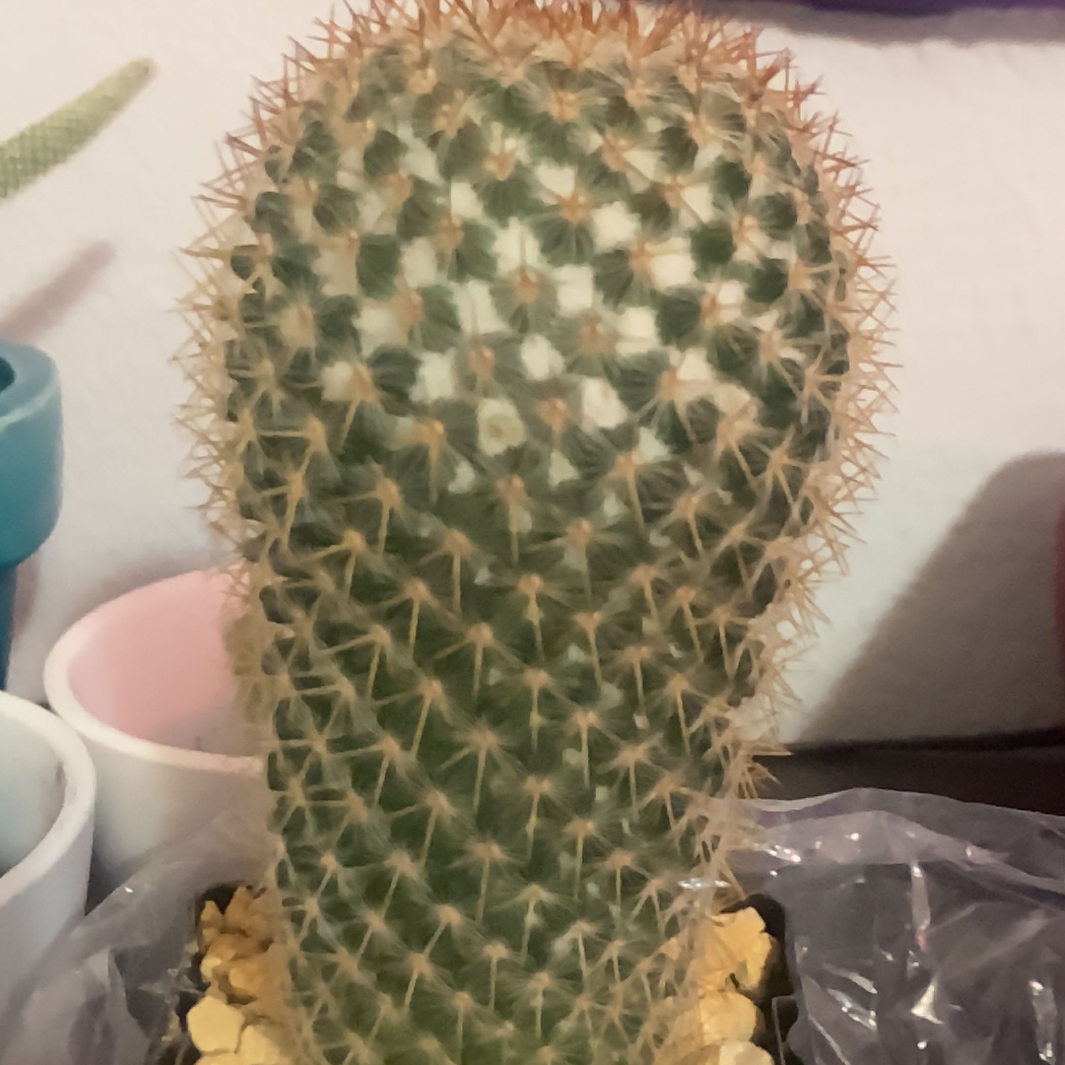 Photo of the plant species Mammillaria columbiana by @CopiousTawapou named Miley on Greg, the plant care app