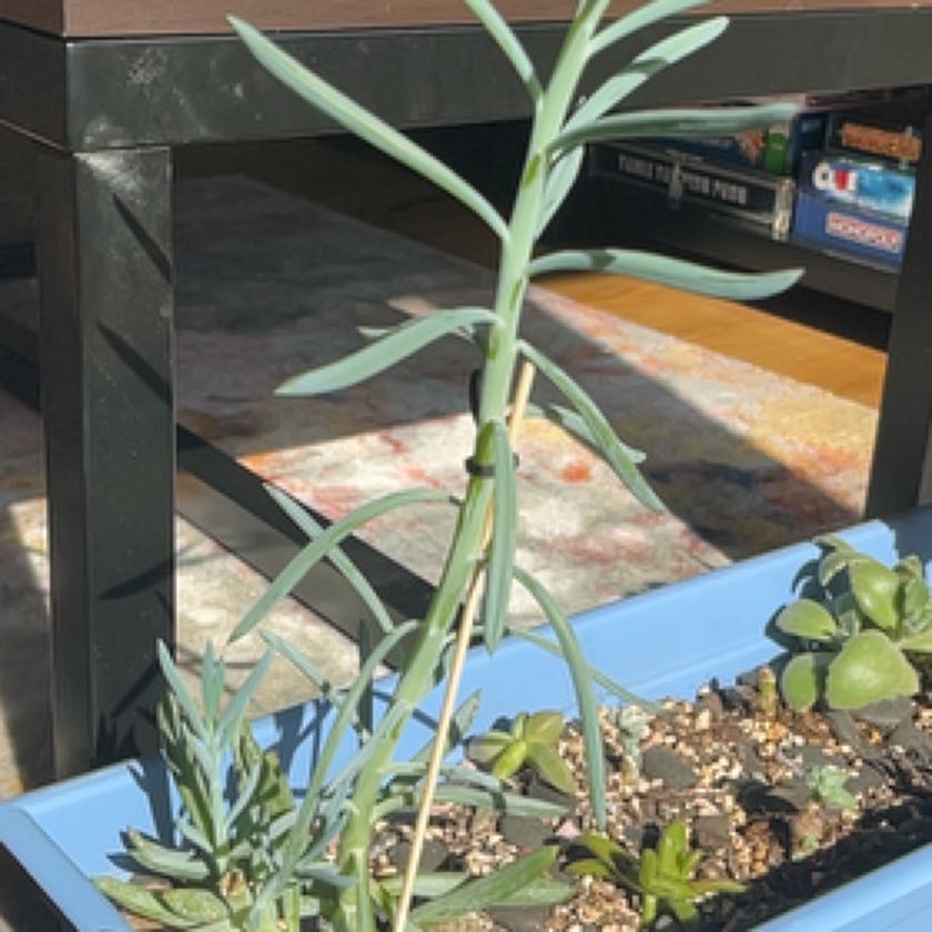 Photo of the plant species Dwarf Clone by @UniqueLovage named Slim Jim on Greg, the plant care app