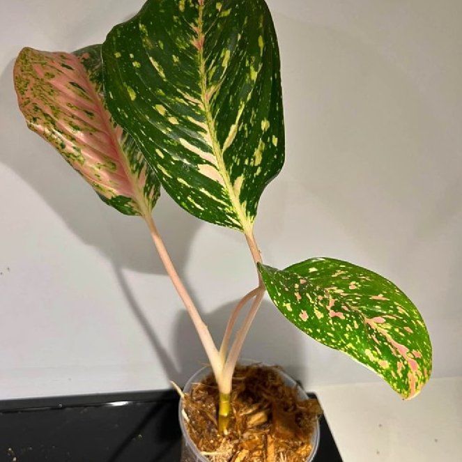 Photo of the plant species Two Tone Moonstone Chinese Evergreen by @WorkableMangeao named Fernie Mac on Greg, the plant care app