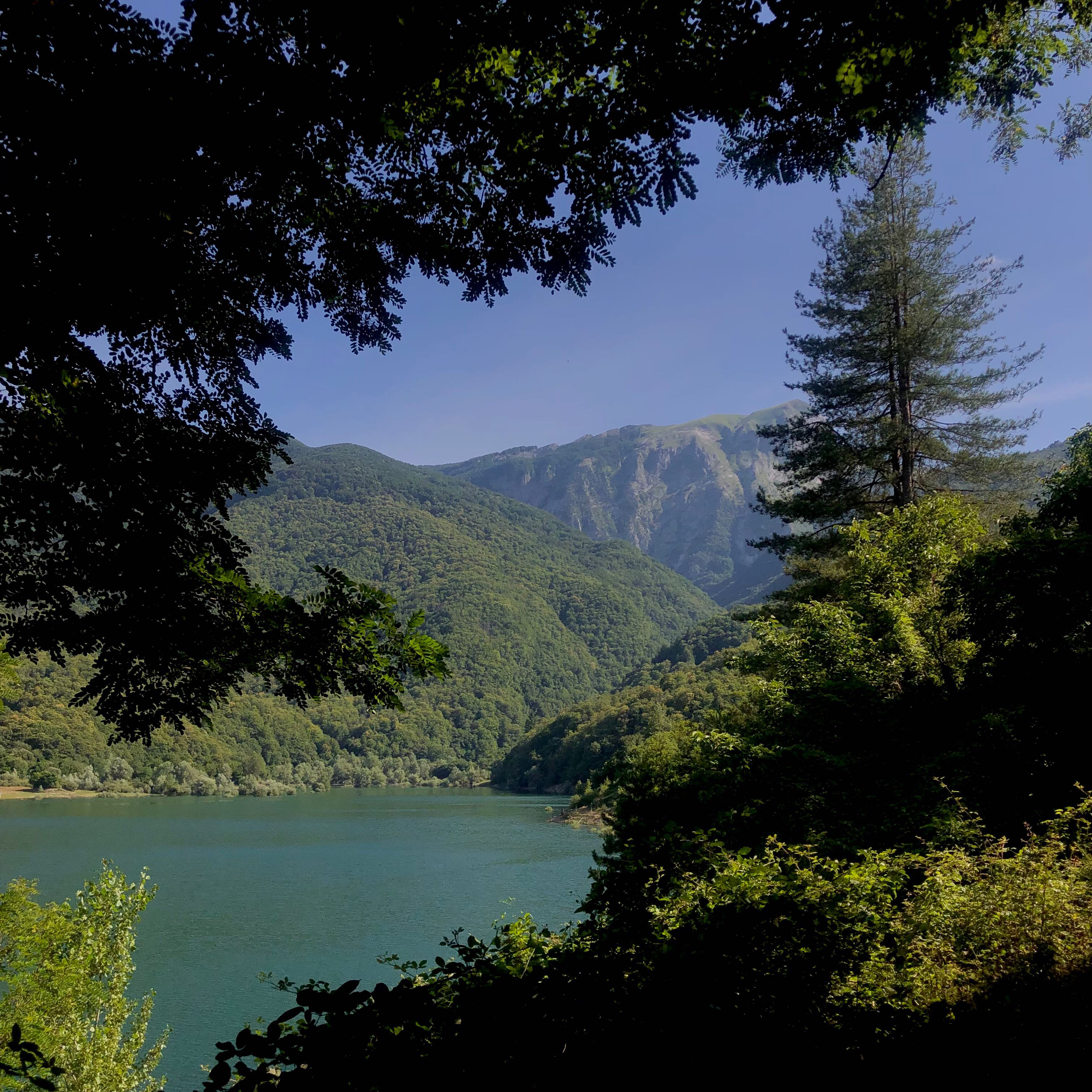 Scenic landscape with a lake, mountains, and a tall Eastern White Pine tree.