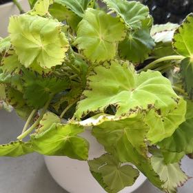 Photo of the plant species Eyelash Begonia by @JuicyBlueweed named Harry on Greg, the plant care app