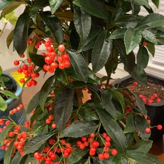 Christmas Berry plant in Somerville, Massachusetts