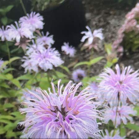Photo of the plant species Eastern Beebalm by Ultraagboy named Eva on Greg, the plant care app