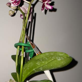 Phalaenopsis Orchid plant in Waterloo, Ontario