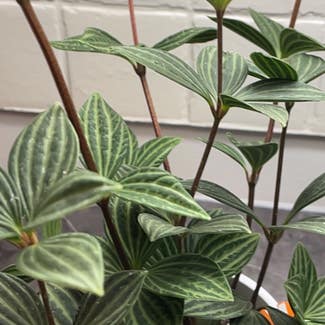 parallel peperomia plant in Waterloo, Ontario