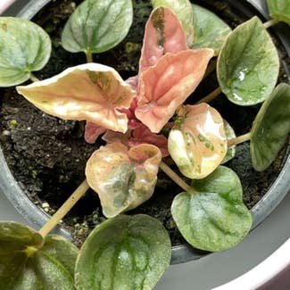 Peperomia Pink Lady plant in Waterloo, Ontario