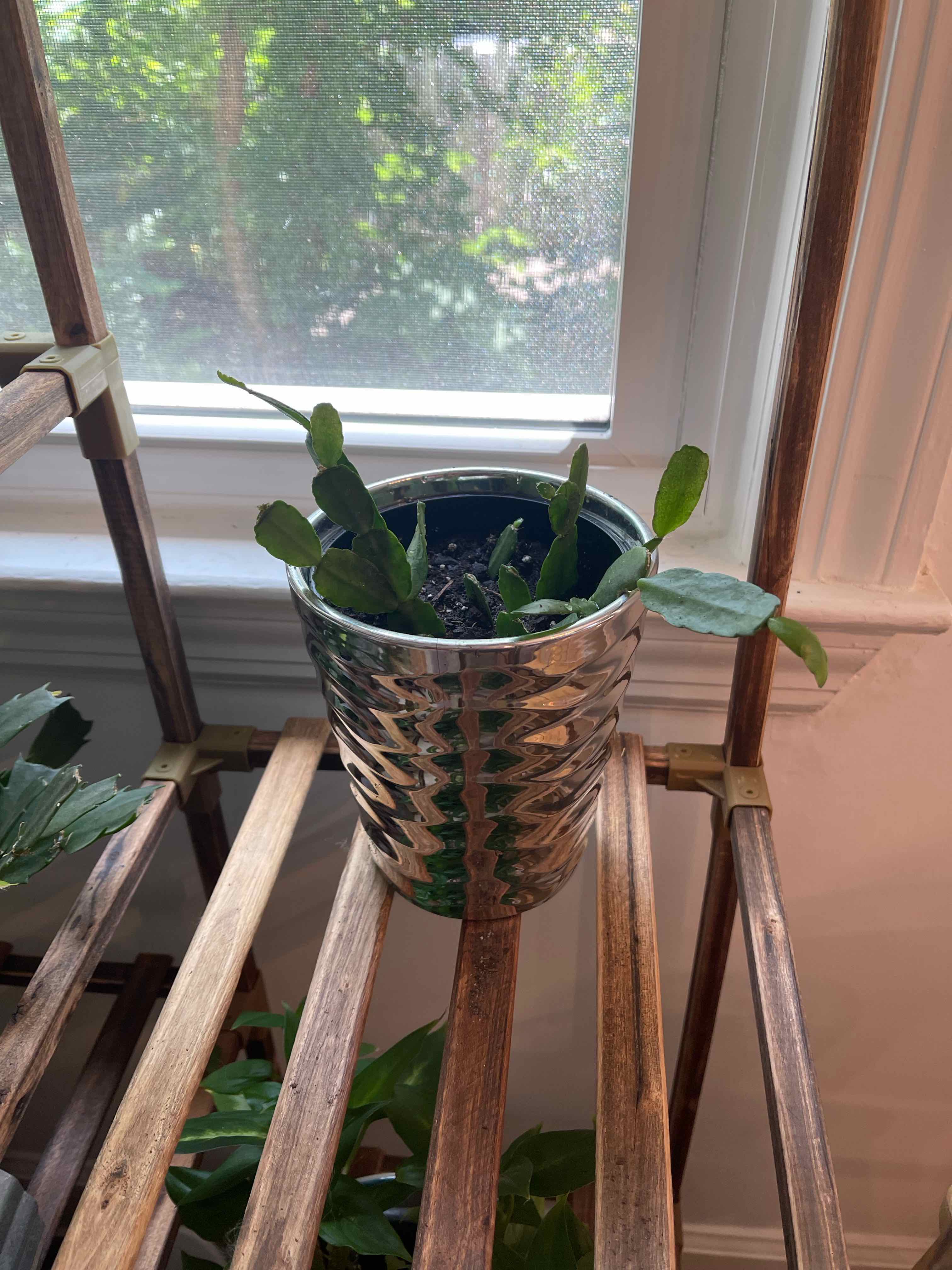 Photo of the plant species Pink Ice Easter Cactus by @SirCoriander named Cleopatra on Greg, the plant care app