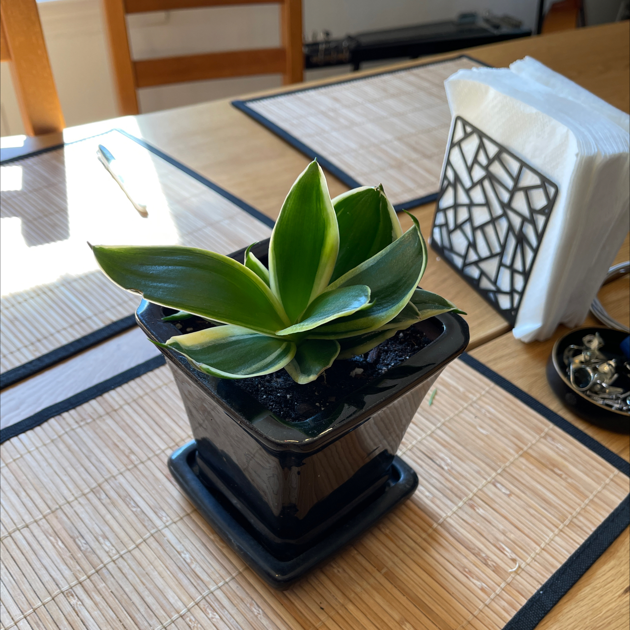 Black Star Snake Plant in a black pot on a table, appearing healthy.