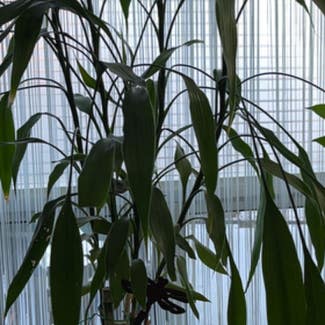 Giant Reed plant in Ottawa, Ontario