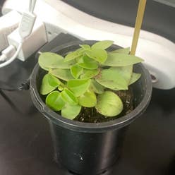 Teardrop Peperomia plant