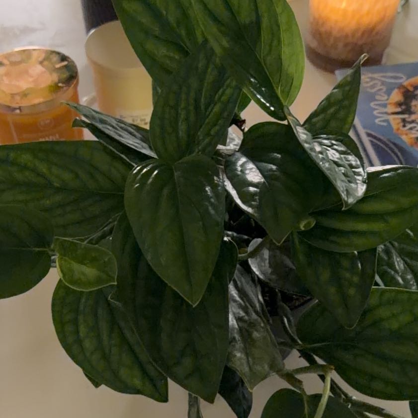 Photo of the plant species Bleeding Heart Vine by @PrimoSnowberry named Mollie on Greg, the plant care app