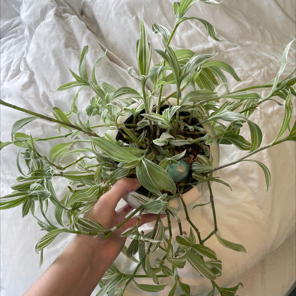 Tradescantia albiflora 'Albovittata' plant with variegated leaves held by a hand.